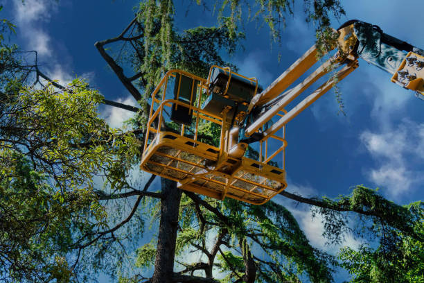 Best Commercial Tree Services  in Courtland, VA